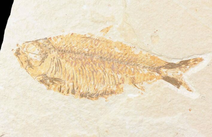 Knightia Alta Fossil Fish - Wyoming #85463